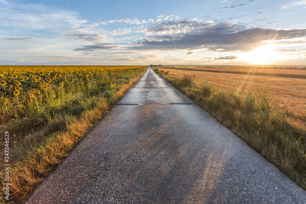 Fototapeta premium Wet road after the rain with sun and fields in the background