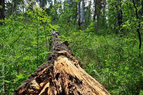 lying birch tree in a forest