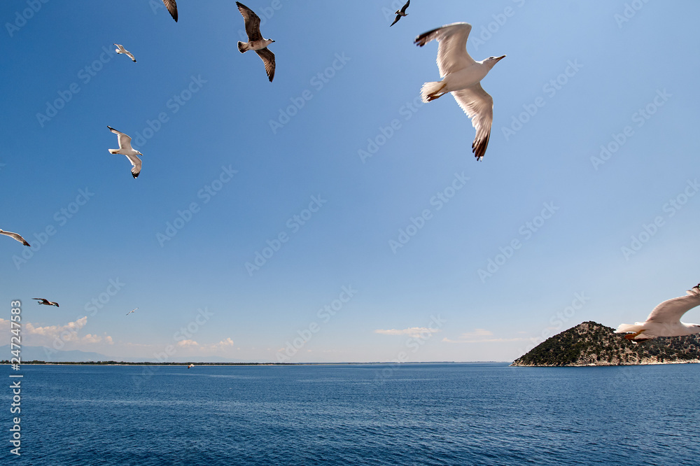 Flock of seagulls flying over a ferry to Thassos, Greece