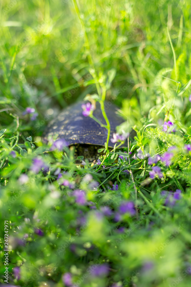 Little turtle in the green grass with flower. Vertical image Little turtle in the green grass with flower. Vertical image