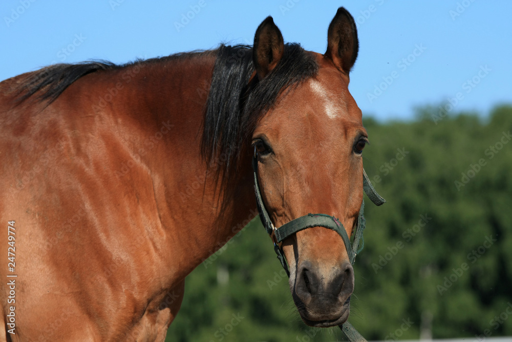 Obraz premium Brown horse portrait on a sunny summer day