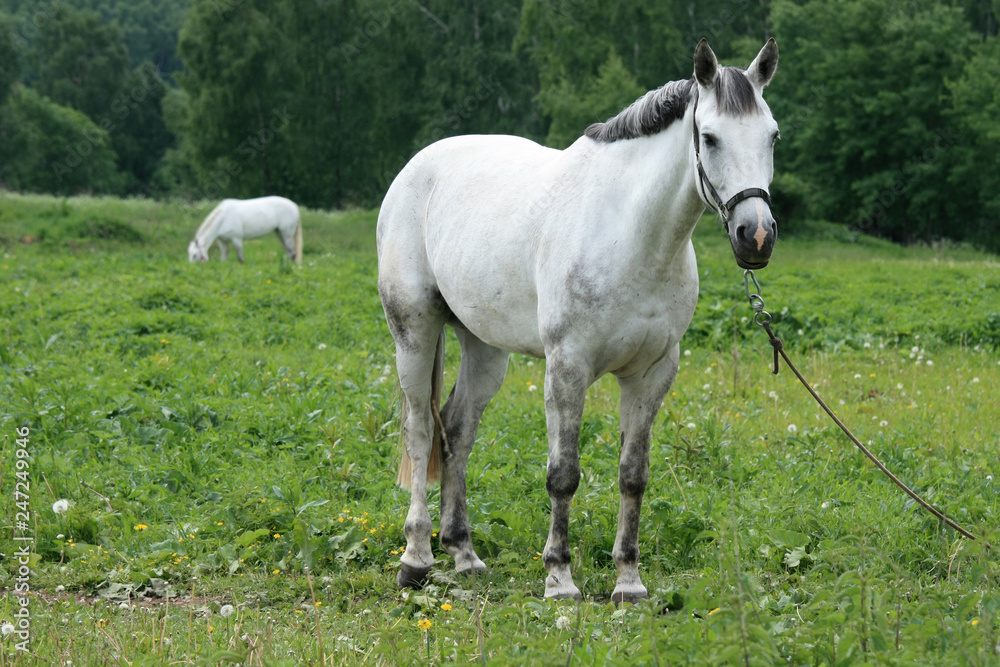 White horses graze in a green meadow near the forest White horses graze in a green meadow near the forest