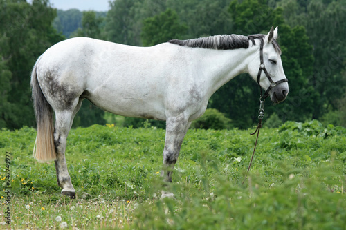 Beautiful white horse in a green meadow near the forest
