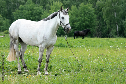 Beautiful white horse in a green meadow near the forest