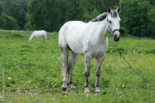 White horses graze in a green meadow near the forest