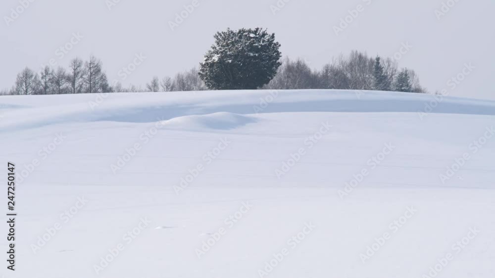 Solitary tree in a snow field, Biei, Hokkaido, Japan Solitary tree in a snow field, Biei, Hokkaido, Japan