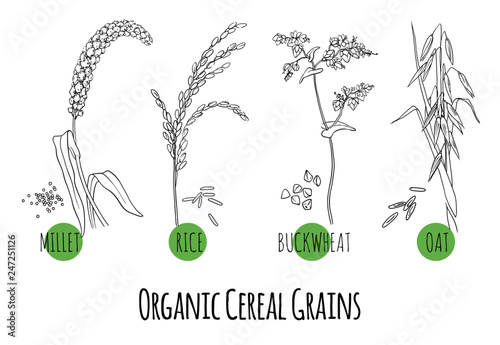 Vector set of cereal grains and plants sketches: oat, rice, buckwheat and millet. Healthy food, bio, organic, natural product