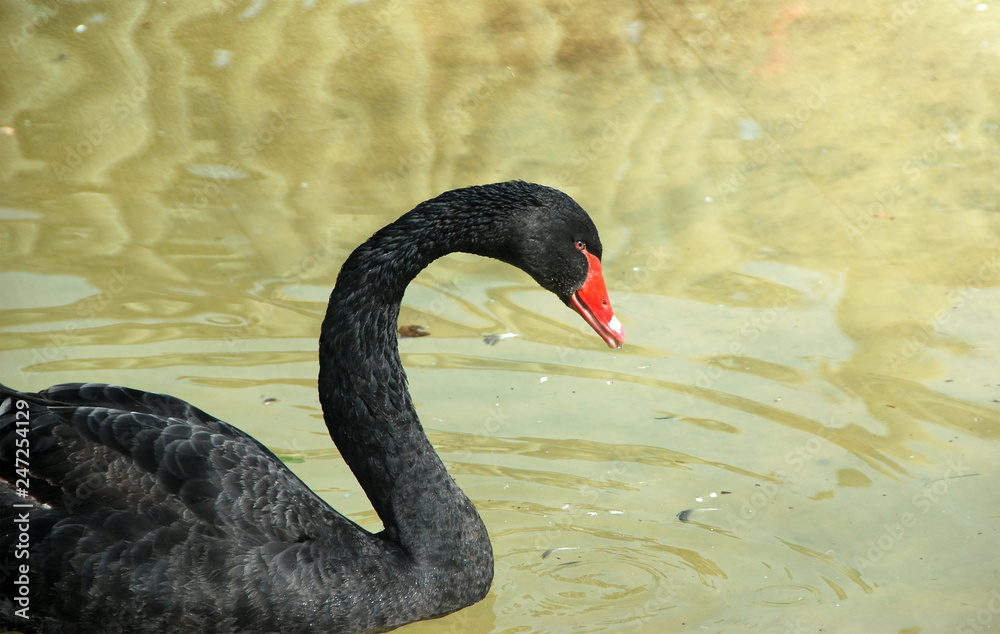 Fototapeta premium cisne negro