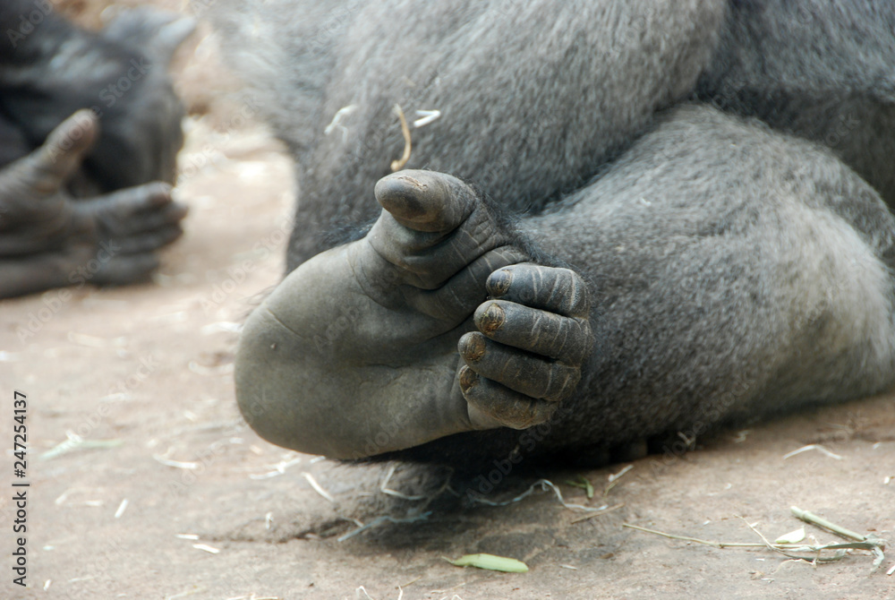 Obraz premium pie de orangutan