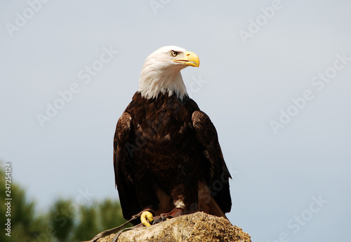 white head eagle