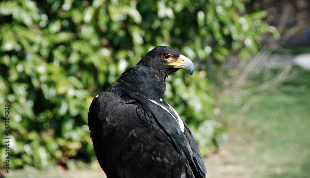 Fototapeta premium aguila