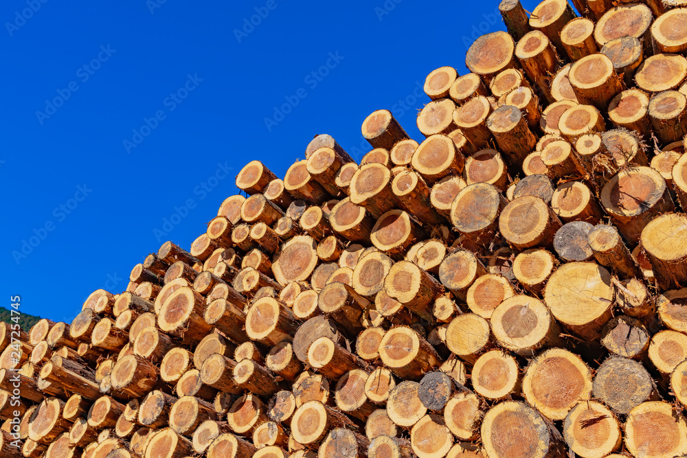 森林の木材置き場　林業イメージ