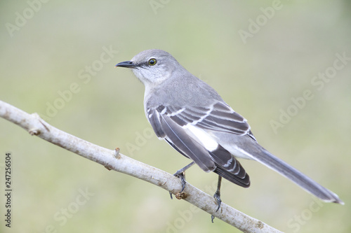 Cuadro en lienzo Mockingbird outside backyard home feeder perched on a branch