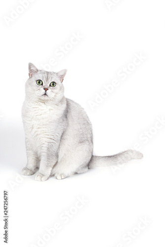 British Lorthair smoky cat isolated on white is waiting