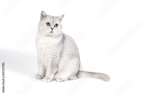 British Lorthair smoky cat isolated on white is sitting and watc