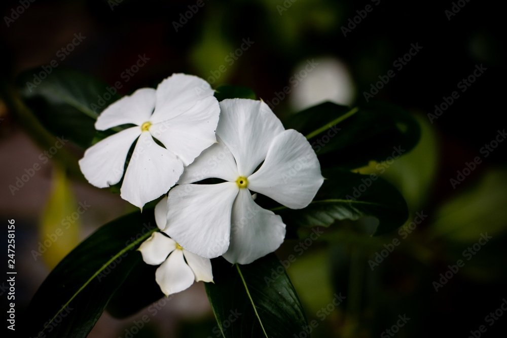 Obraz premium Catharanthus roseus or Madagascar periwinkle. Closeup nature photo for background. Some part of Madagascar periwinkle is used for making medicine.