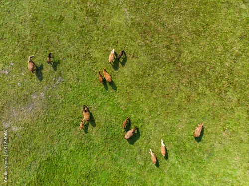Aerial view of grazing horses on a meadow. Beautiful countryside scenery with horses from above.