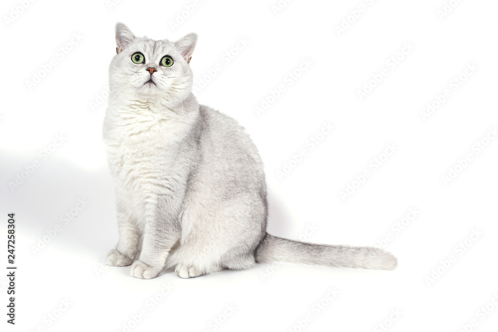 British Lorthair smoky cat isolated on white is suprised and sho