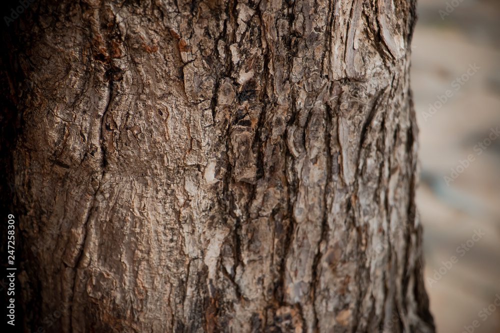Close up of Tree Trunk in the forest. The wooden texture and background photo. Close up of Tree Trunk in the forest. The wooden texture and background photo.