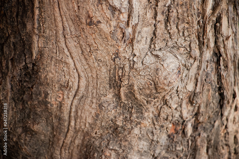 Close up of Tree Trunk in the forest. The wooden texture and background photo. Close up of Tree Trunk in the forest. The wooden texture and background photo.