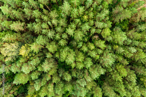 Aerial top down view of green trees. Mixed deciduous and coniferous forest.