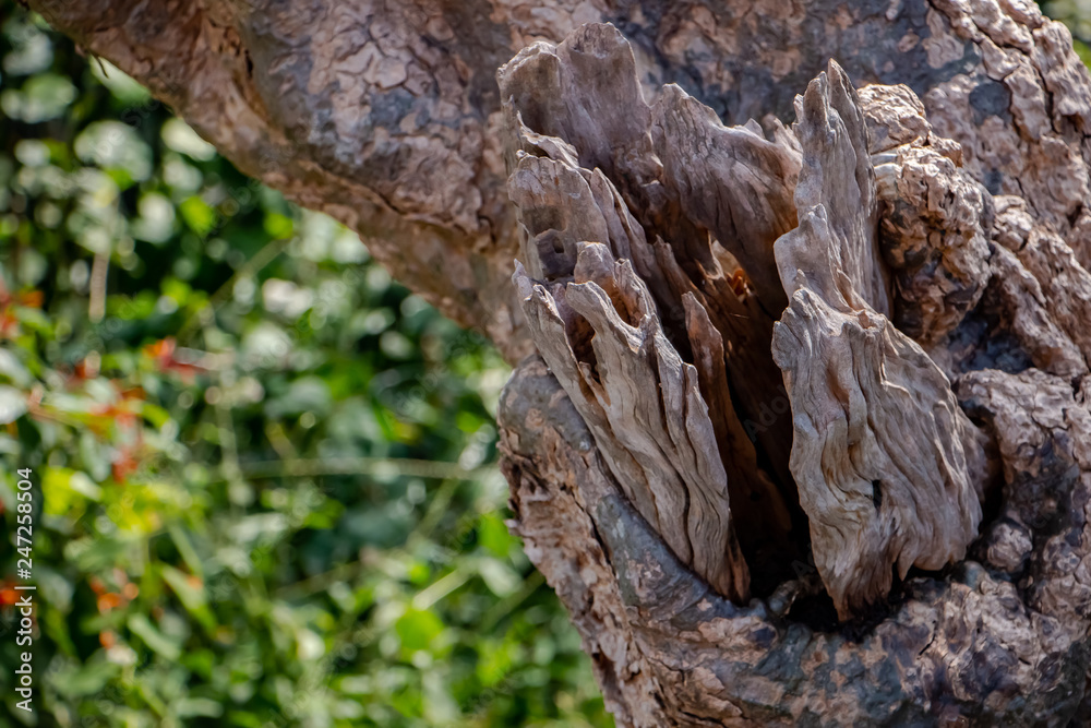 Close up of Tree Trunk in the forest. The wooden texture and background photo. Close up of Tree Trunk in the forest. The wooden texture and background photo.