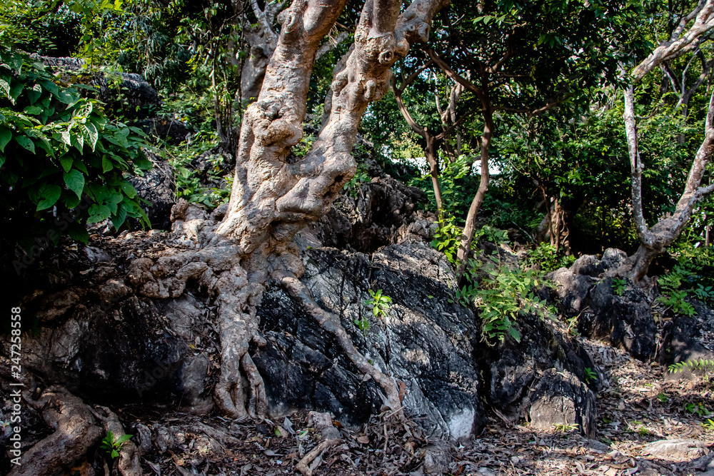 Tree root splitting apart the rock. Plant roots grow down into the rock and it can break down. Tree root splitting apart the rock. Plant roots grow down into the rock and it can break down.