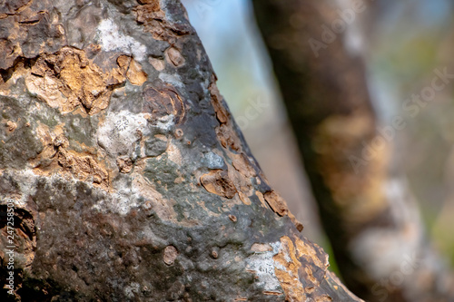 Close up of Tree Trunk in the forest. The wooden texture and background photo.