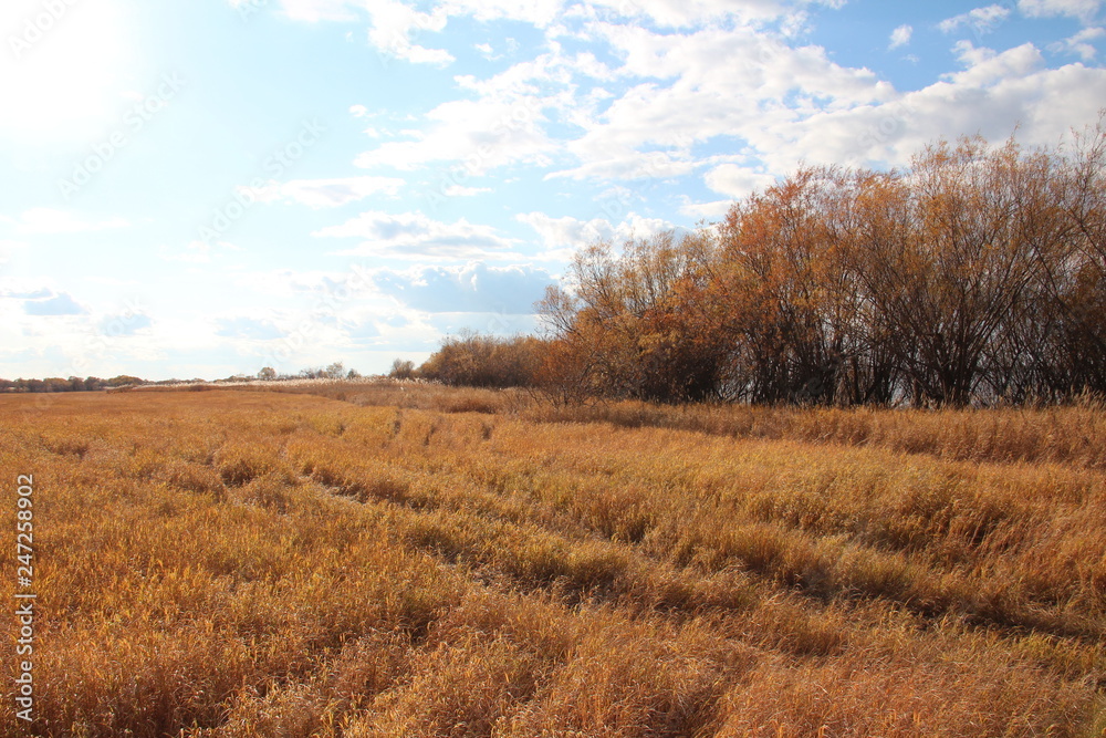 autumn landscape with wheat field and blue sky autumn landscape with wheat field and blue sky