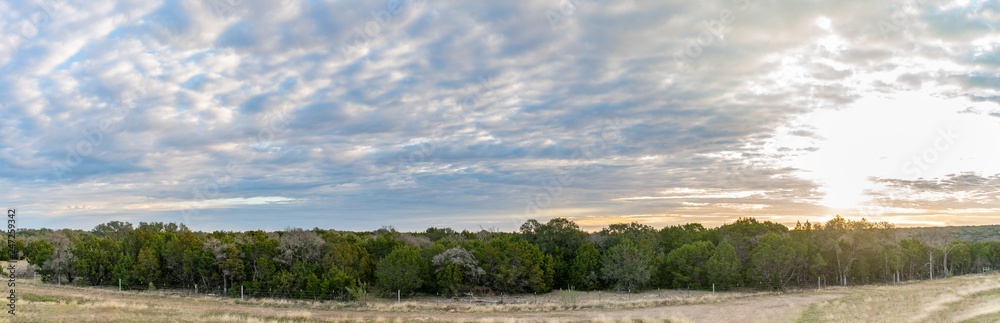Panoramic View of Large Field of Trees with barbwire Fencing Panoramic View of Large Field of Trees with barbwire Fencing