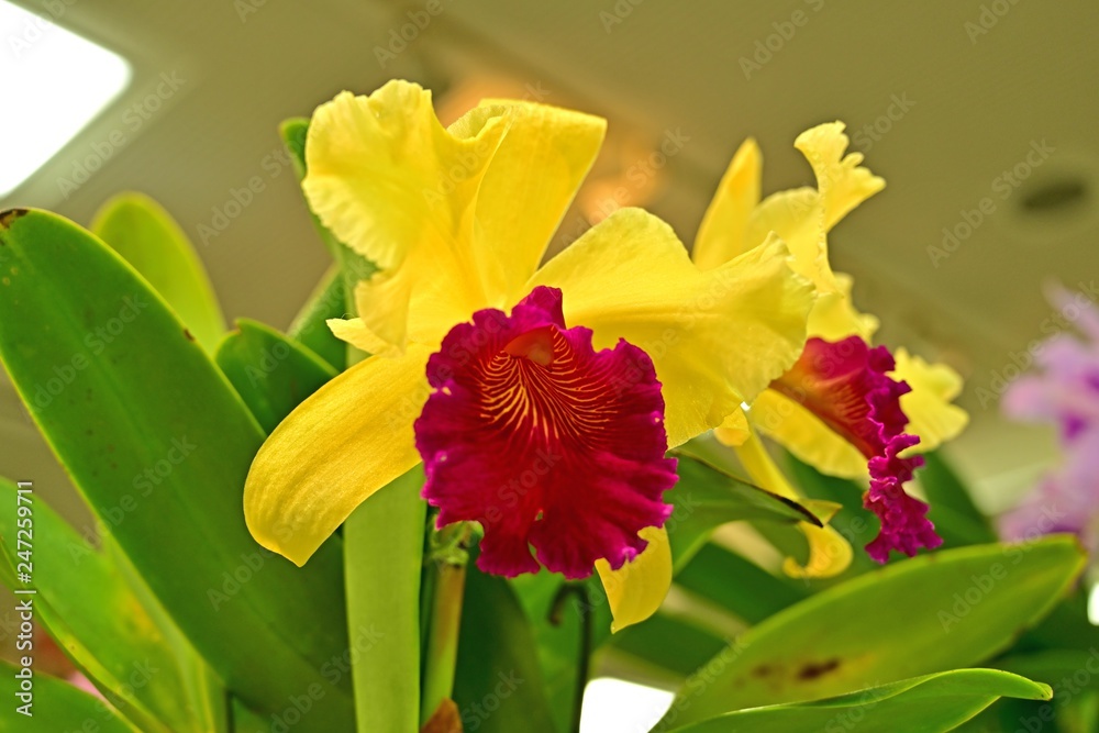 Fototapeta premium 色鮮やかな黄色のランの花