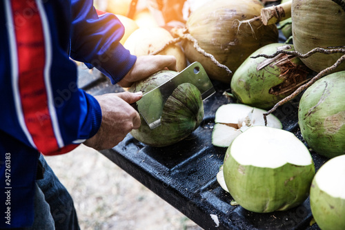 A man  are sorting coconut for cutting and arranging for breeding, such as coconut in the farm. - image
