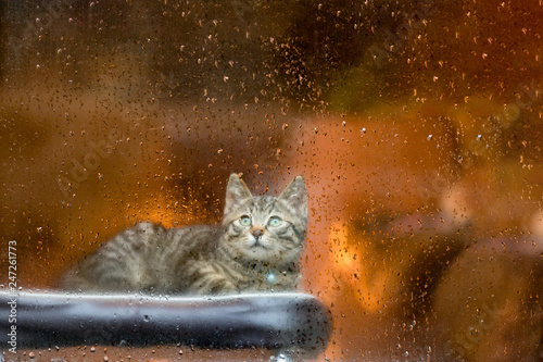 雨の日の猫