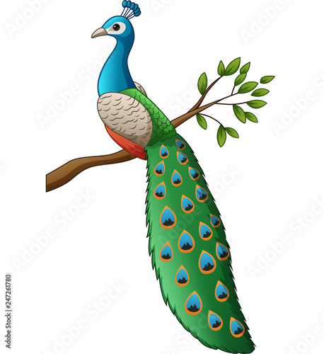 Cartoon cute peacock on a branch