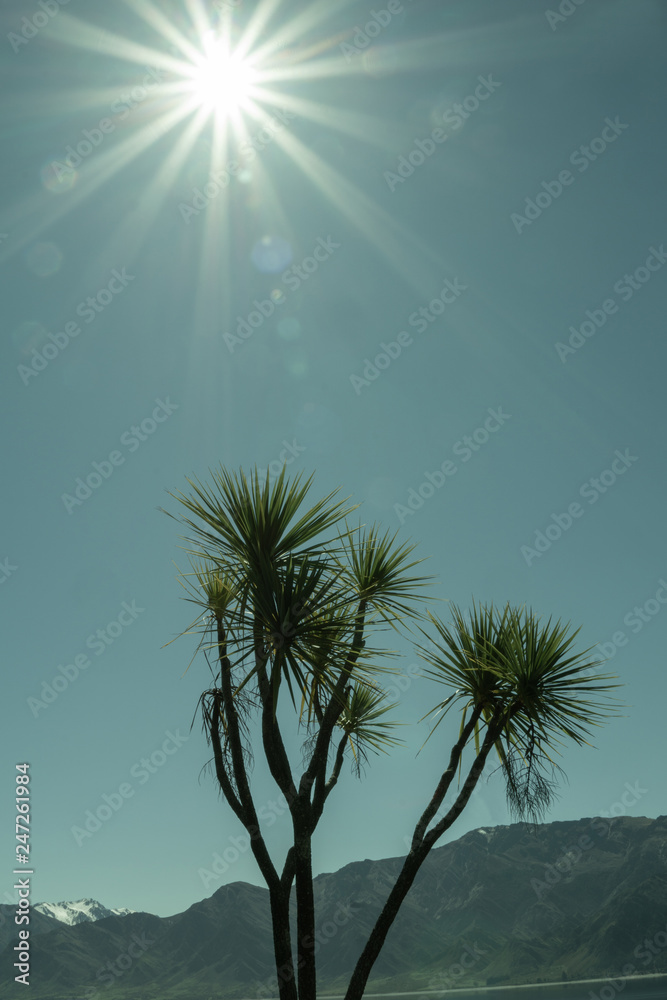Obraz premium New Zealand cabbage tree
