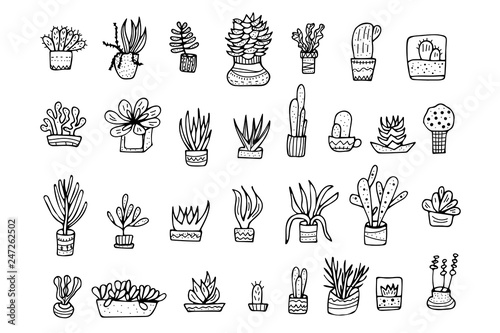 Succulents in doodle style. Vector illustration.