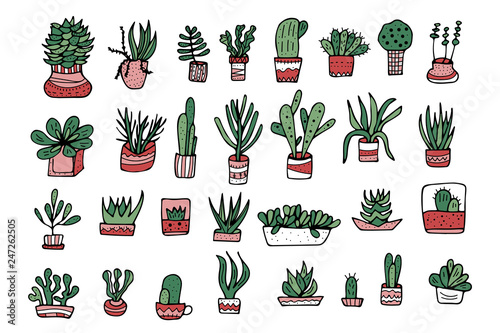 Succulents in doodle style. Vector illustration.
