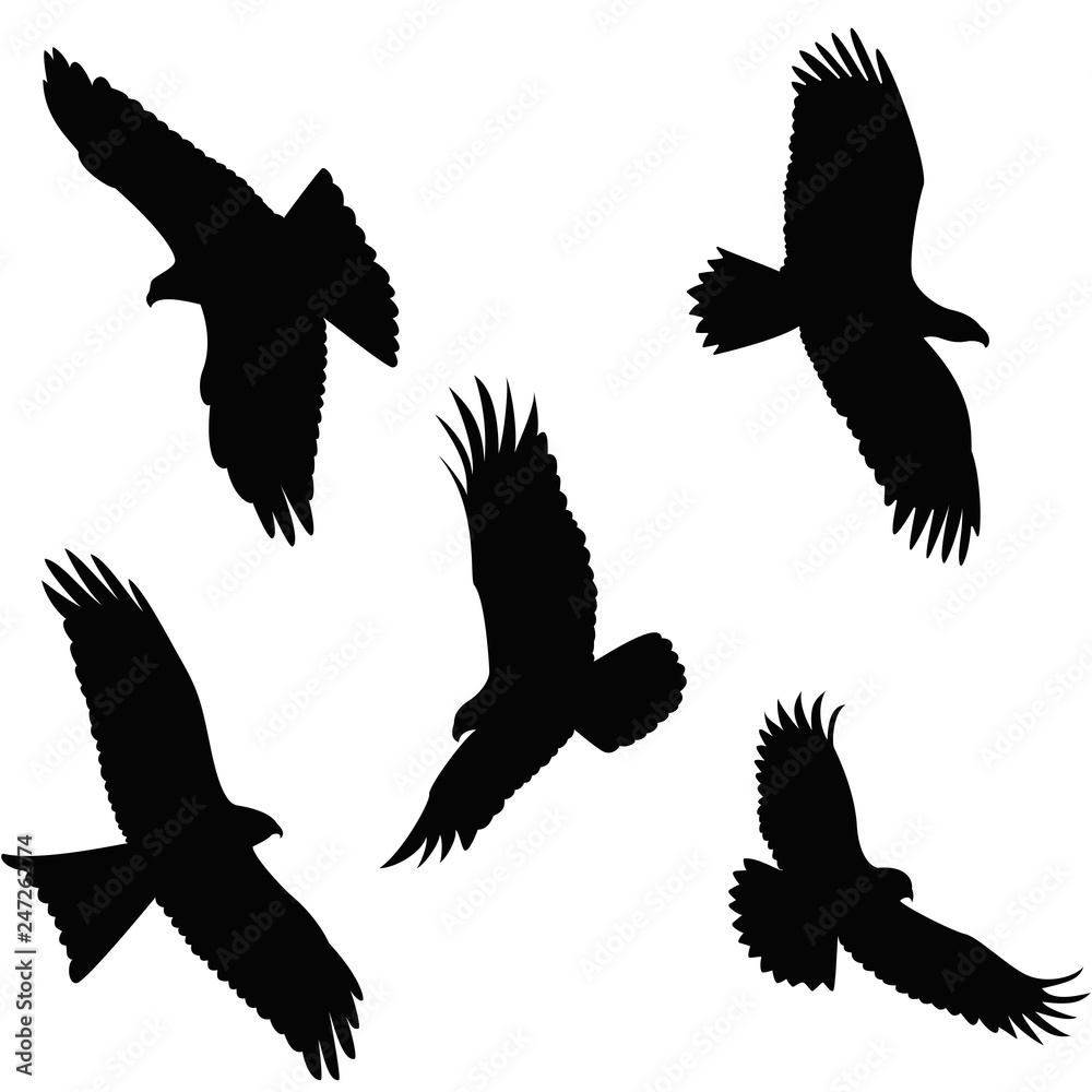 Obraz premium Eagle flying Silhouette on white background