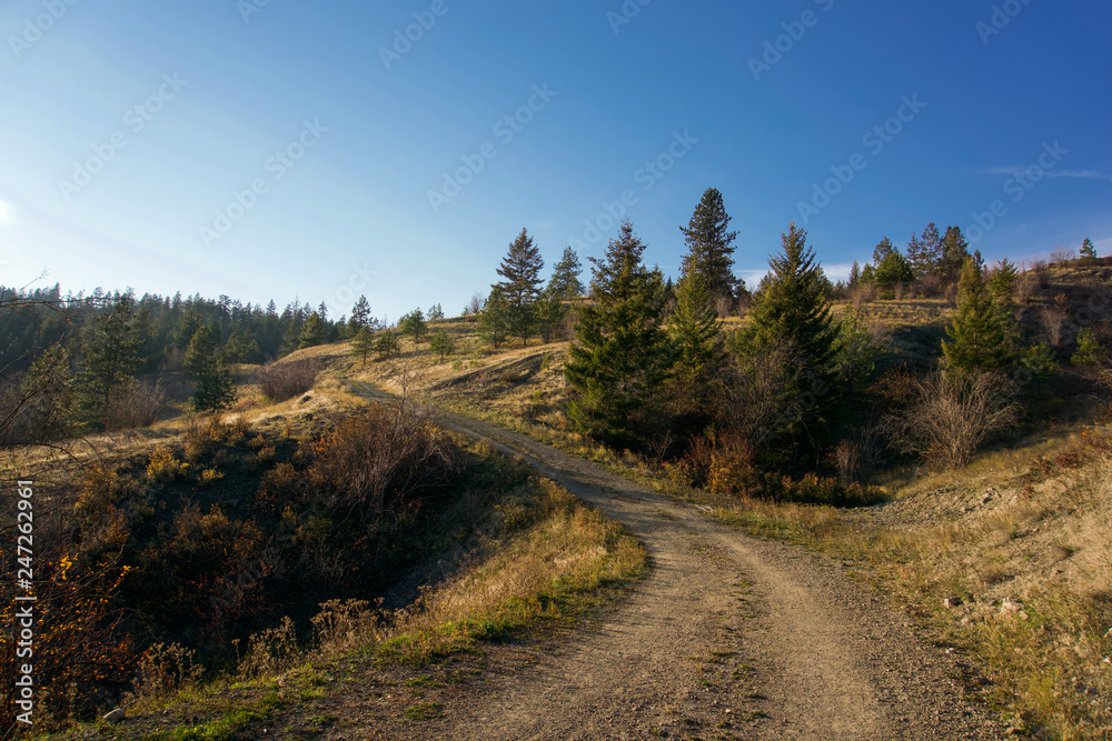 Tranquil landscape of a dirt road leading up an evergreen tree covered hillside with blue sky above