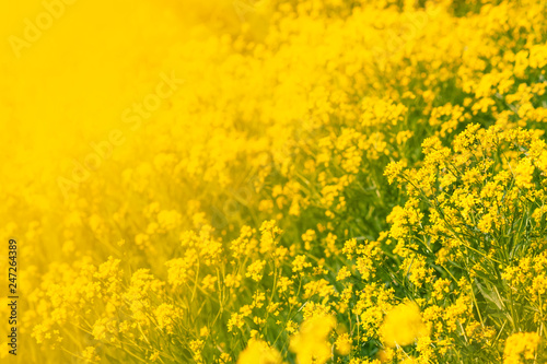 Summer natural background with yellow blooming rape field, blurred image, selective focus