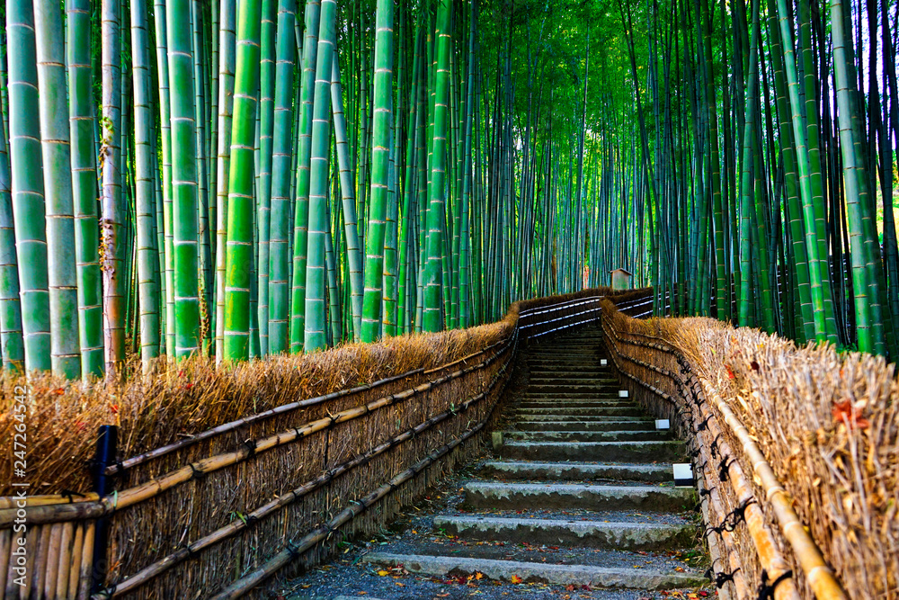 Fototapeta Bambusowy las w Arashiyama w Kioto, Japonia.