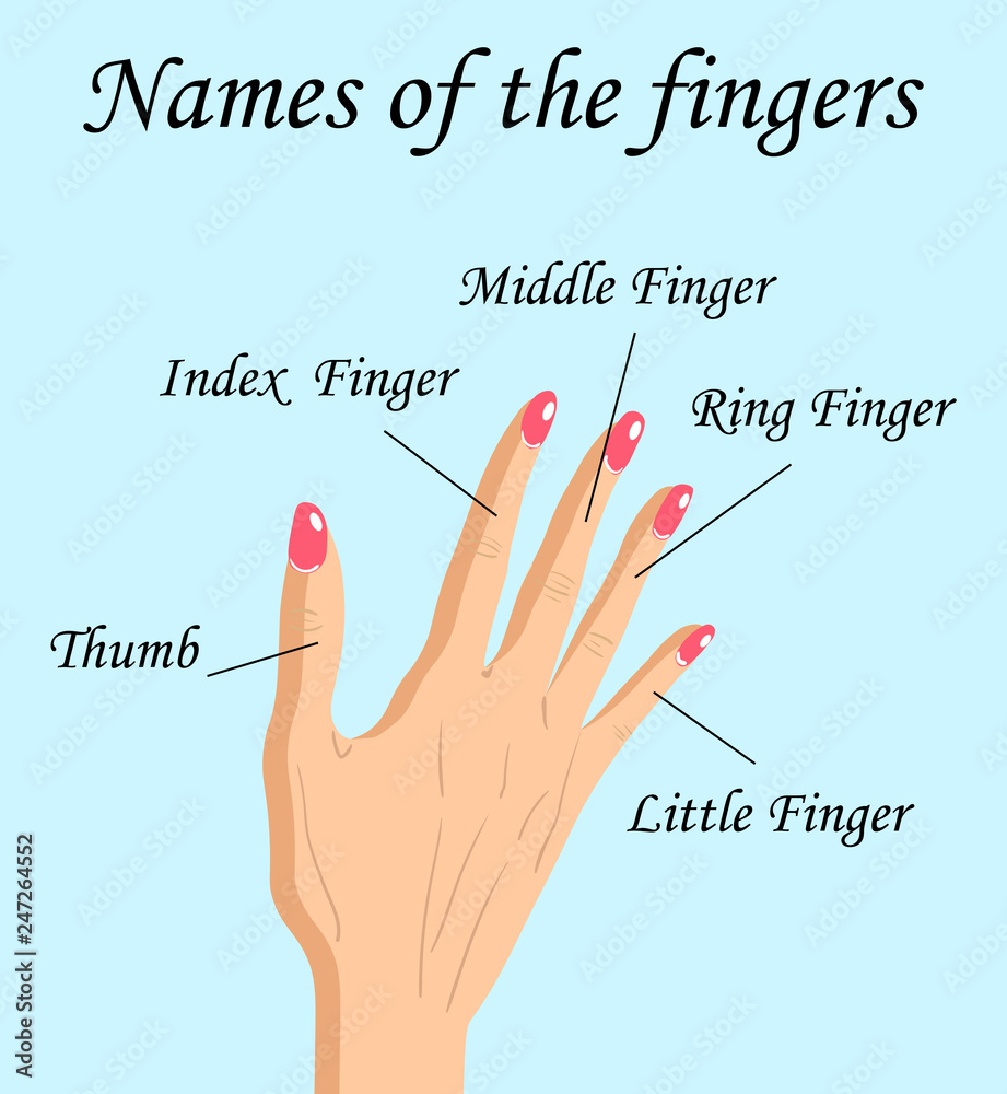 Fore Hand Names Fingers Names of Human Body Parts, vector cartoon illustration of human ...