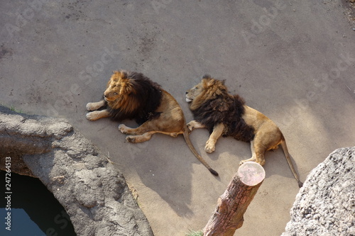 ライオン、昼寝