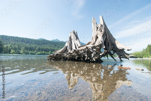 Stump in the lake © Jamie