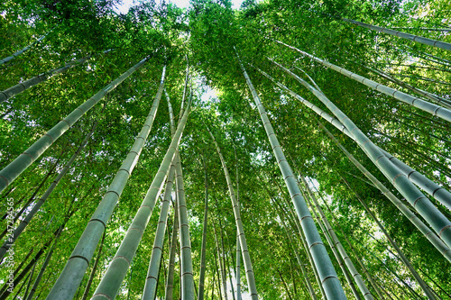 Beautiful Bamboo forest in Arashiyama of Kyoto, Japan. 