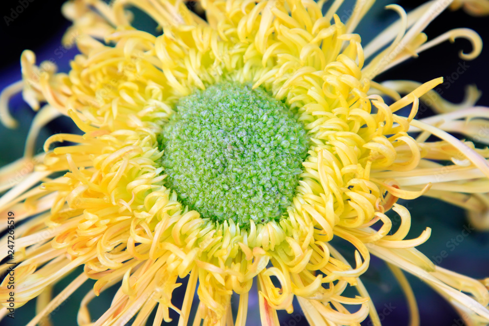 Obraz premium Chrysanthemum
