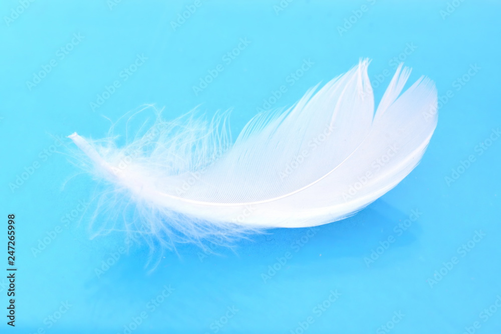 Obraz premium Light soft white bird feather on blue background with reflection. Close up