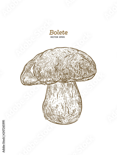 Bolete mushrooms. Hand drawn vintage vector illustration. - Vector