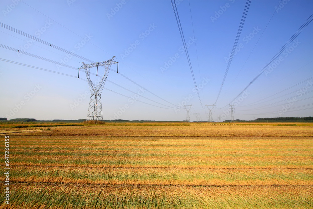 rice in the field rice in the field