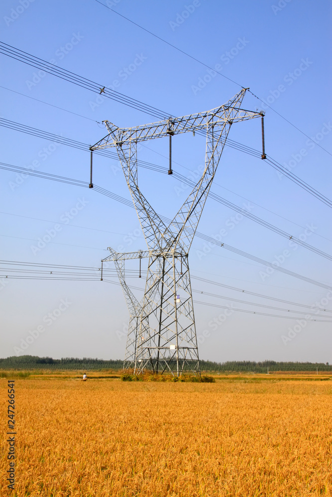 Rice and electric tower Rice and electric tower